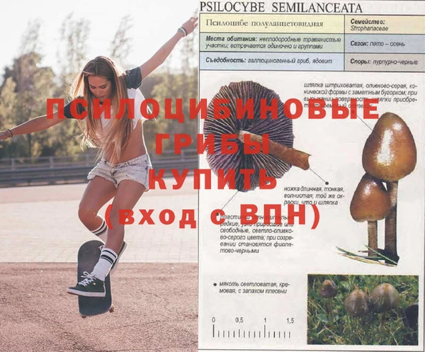 сатива Беломорск